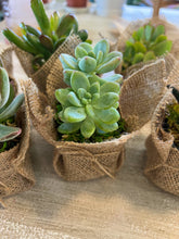 Load image into Gallery viewer, Succulent Wedding favors/party favors 2”