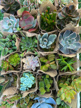 Load image into Gallery viewer, Succulent Wedding favors/party favors 2”