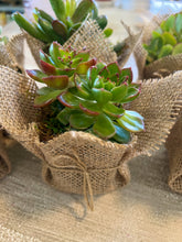 Load image into Gallery viewer, Succulent Wedding favors/party favors 2”