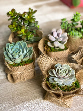 Load image into Gallery viewer, Succulent Wedding favors/party favors 2”