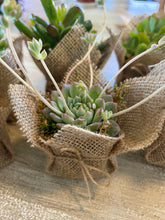Load image into Gallery viewer, Succulent Wedding favors/party favors 2”