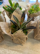 Load image into Gallery viewer, Succulent Wedding favors/party favors 2”