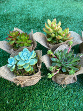 Load image into Gallery viewer, Succulent Wedding favors/party favors 2”