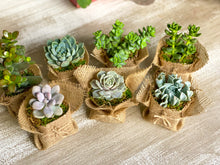 Load image into Gallery viewer, Succulent Wedding favors/party favors 2”