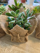 Load image into Gallery viewer, Succulent Wedding favors/party favors 2”