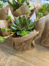Load image into Gallery viewer, Succulent Wedding favors/party favors 2”