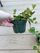 Load image into Gallery viewer, Peperomia Hope 4”
