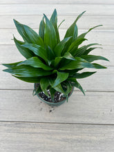 Load image into Gallery viewer, Dracaena (Dracaena fragrans &#39;Janet Craig Compacta&#39;) corn plant 6”
