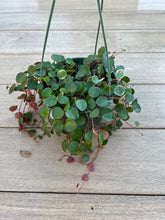 Load image into Gallery viewer, Ruby cascade peperomia Plant, 6”
