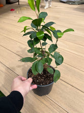 Load image into Gallery viewer, Ficus Ginseng Bonsai Plant 6&quot;
