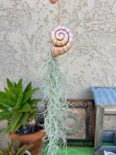 Load image into Gallery viewer, Air Plant! Hanging Ceramic Light Brownish Snail With Live Spanish Moss Plant.
