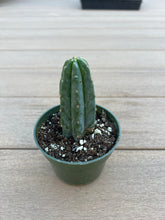 Load image into Gallery viewer, San Pedro Cactus 4”
