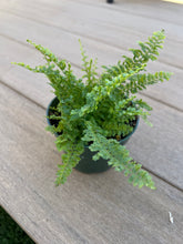 Load image into Gallery viewer, fluffy ruffle fern, 4”
