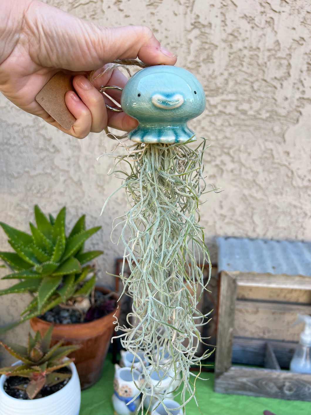 Air Plant! Hanging Ceramic Blue Jelly Fish With Live Spanish Moss Plant.