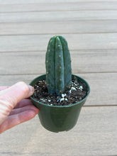 Load image into Gallery viewer, San Pedro Cactus 4”
