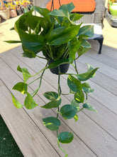 Load image into Gallery viewer, Golden Pothos 6”
