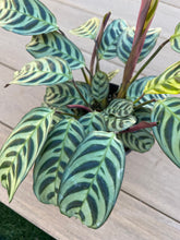 Load image into Gallery viewer, Ctenanthe burle-marxii, fishbone prayer plant
