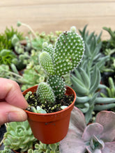 Load image into Gallery viewer, Opuntia microdasys, angel&#39;s-wings, bunny ears cactus, polka-dot cactus, 2”
