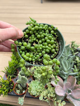 Load image into Gallery viewer, String of pearls, Succulent, 4”
