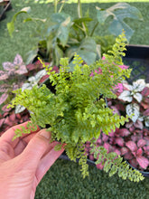 Load image into Gallery viewer, fluffy ruffle fern, 4”
