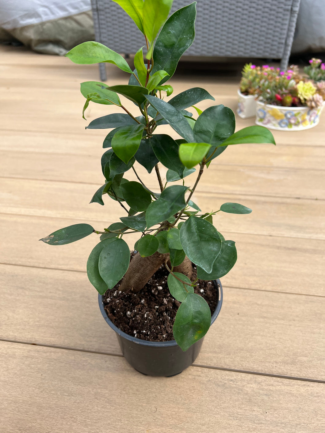 Ficus Ginseng Bonsai Plant 6