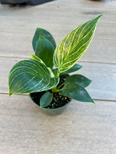 Load image into Gallery viewer, Philodendron birkin 4”
