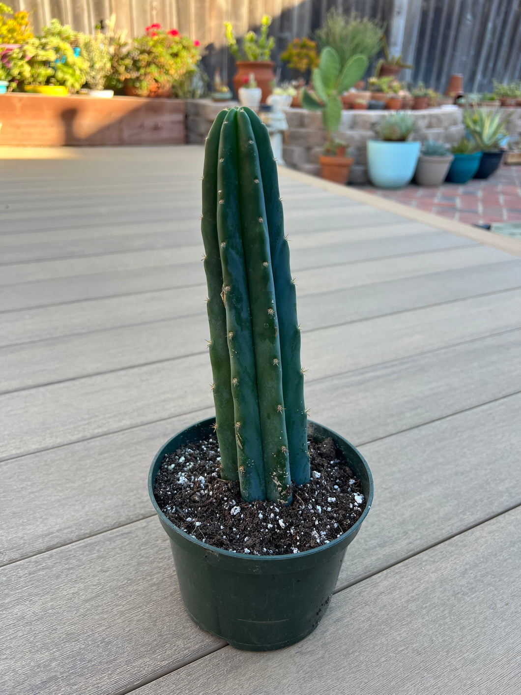 San Pedro cactus 6”