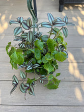 Load image into Gallery viewer, Tradescantia zebrina mixed with creeping Charlie, Wandering jewel 6”
