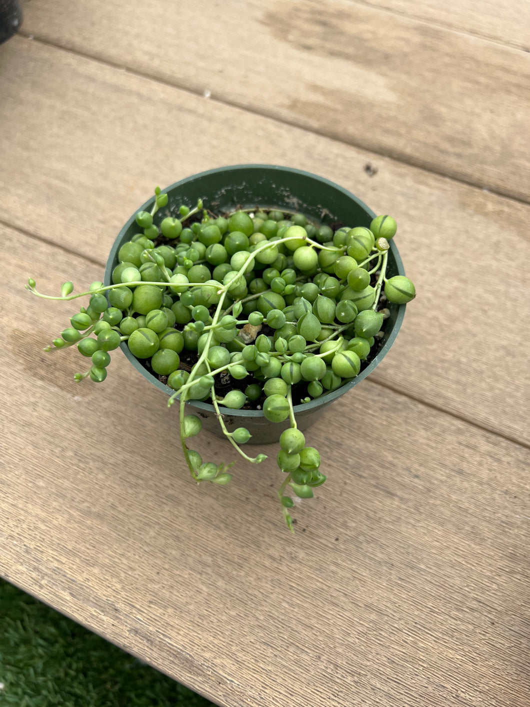 String of pearls, Succulent, 4”