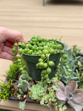 Load image into Gallery viewer, String of pearls, Succulent, 4”
