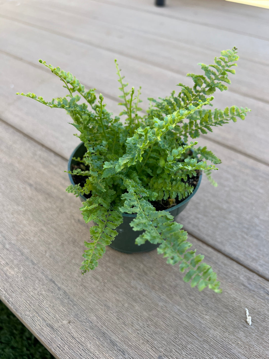 fluffy ruffle fern, 4”