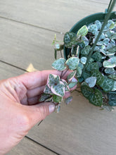Load image into Gallery viewer, Variegated String of hearts, Ceropegia woodii 6”
