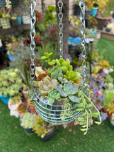 Load image into Gallery viewer, Disco ball hanging planter, Comes With A Assortment of Succulent Cuttings to Make Your Own Planter
