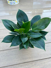 Load image into Gallery viewer, Philodendron Congo Green 6”
