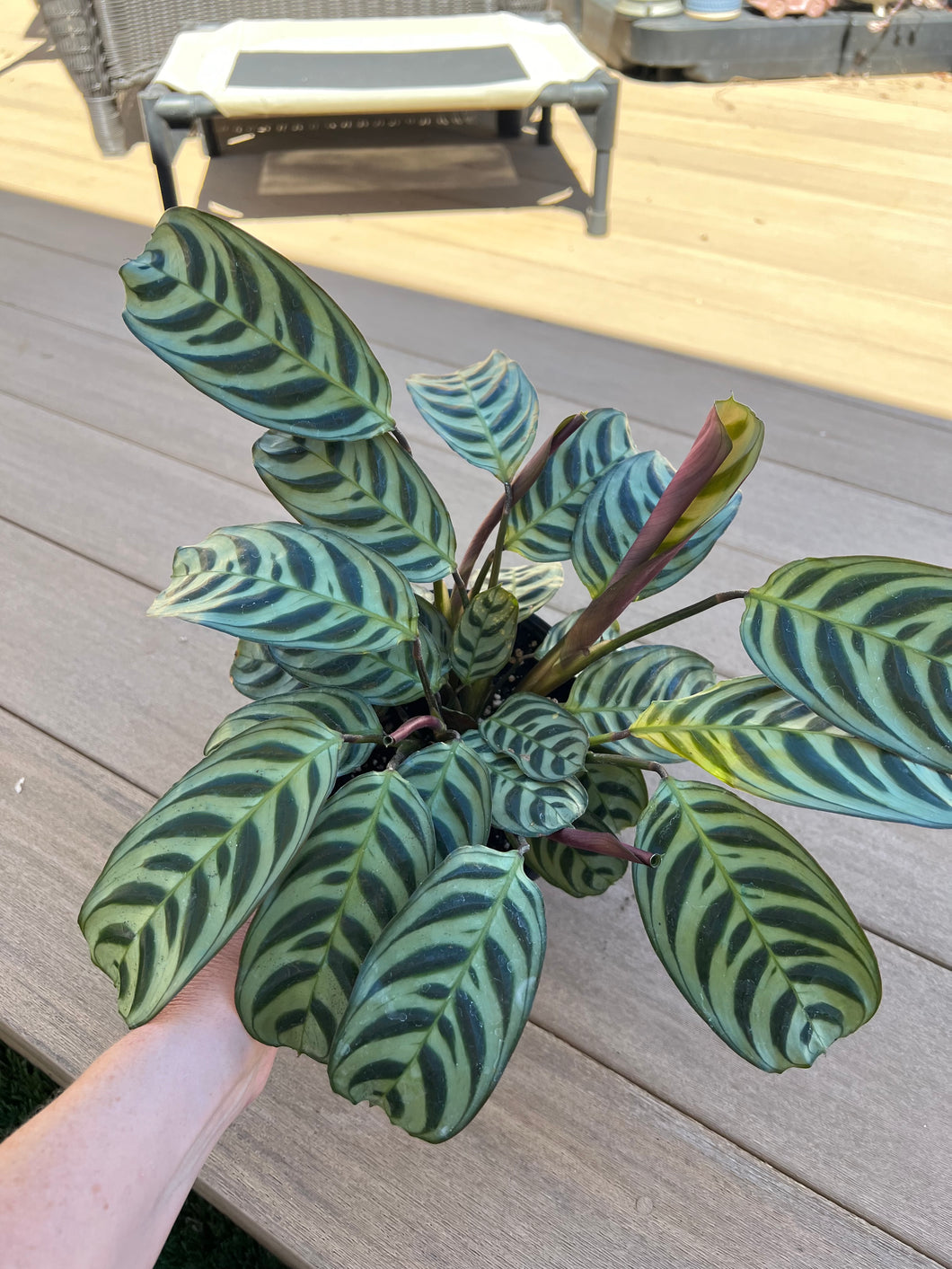 Ctenanthe burle-marxii, fishbone prayer plant