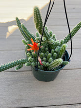 Load image into Gallery viewer, Peanut cactus Echinopsis Chamaecereus 6”
