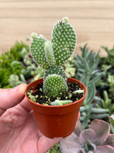 Load image into Gallery viewer, Opuntia microdasys, angel&#39;s-wings, bunny ears cactus, polka-dot cactus, 2”
