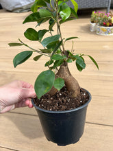 Load image into Gallery viewer, Ficus Ginseng Bonsai Plant 6&quot;

