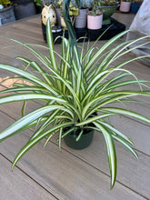 Load image into Gallery viewer, Spider plant 6”
