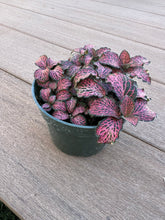 Load image into Gallery viewer, Red Fittonia, nerve plant, 4”
