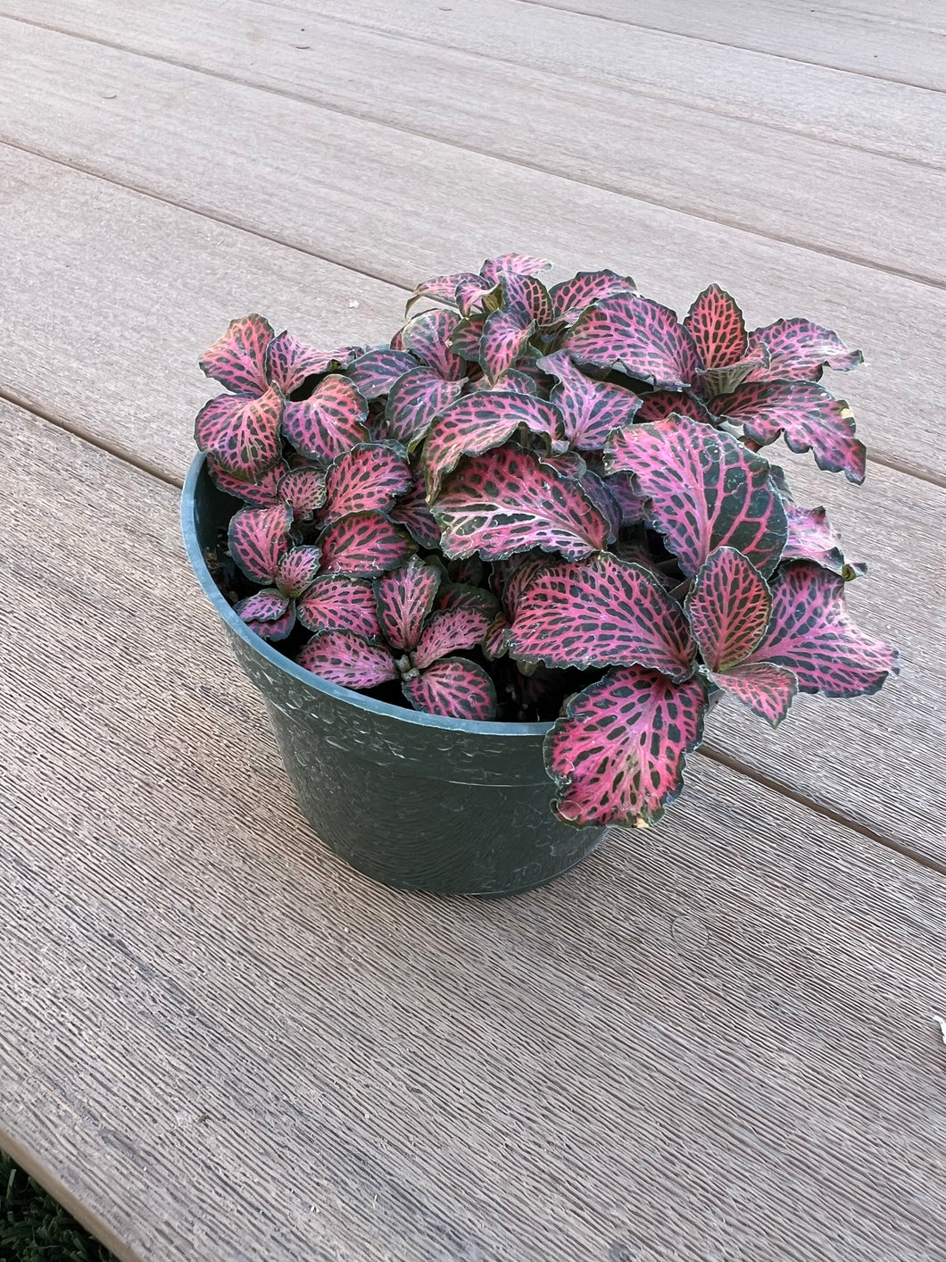 Red Fittonia, nerve plant, 4”