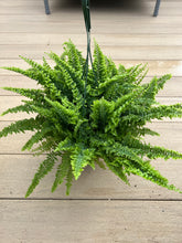 Load image into Gallery viewer, Fluffy Ruffle Fern 6”
