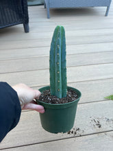 Load image into Gallery viewer, San Pedro cactus 6”
