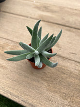 Load image into Gallery viewer, Crassula mesembryanthemoides &#39;Tenelli&#39;, Succulent, 2”
