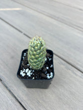 Load image into Gallery viewer, Gold Lace Cactus 2”
