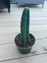 Load image into Gallery viewer, San Pedro cactus 6”
