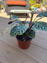 Load image into Gallery viewer, Ctenanthe burle-marxii, fishbone prayer plant
