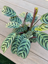 Load image into Gallery viewer, Ctenanthe burle-marxii, fishbone prayer plant
