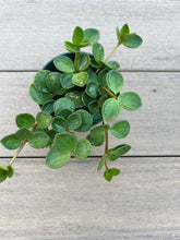 Load image into Gallery viewer, Peperomia Hope 4”
