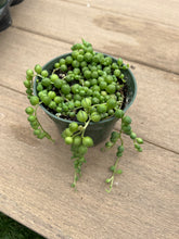 Load image into Gallery viewer, String of pearls, Succulent, 4”
